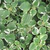 Swedish Ivy 3in - Image 2